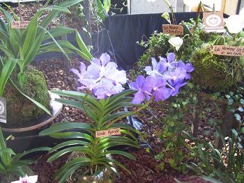 Foto einer blauen Vonula-Orchidee